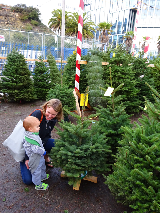 how to get a christmas tree in san francisco emilystyle how to get a christmas tree in san francisco emilystyle